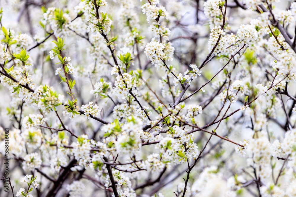 Blooming plum tree. The branches are covered with white flowers.