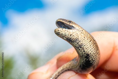 A man holds a legless lizard with a fingers on a background of blue sky. Macro photography of reptiles in the natural environment. photo