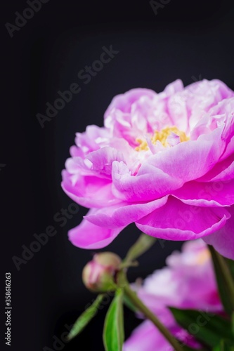 Pink peony flower on a black background