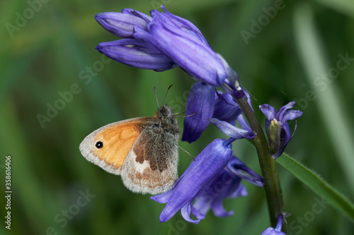 Bild auf Leinwand A Small Heath Butterfly perched on a Bluebells.