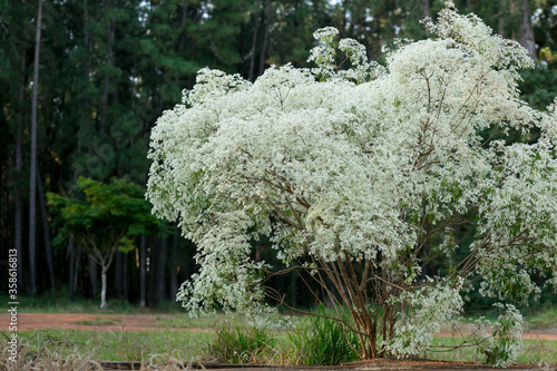 Bush with white autumn flowers near green forest
