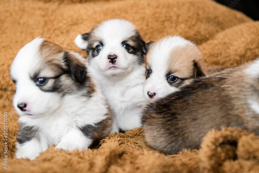 Obraz premium Baby Dog Sleep & So Cute, The Pembroke Welsh Corgi.