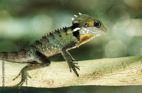 Green Gekko on branch in jungle