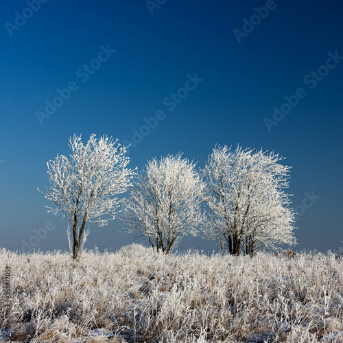 Frozen trees in the meadow.