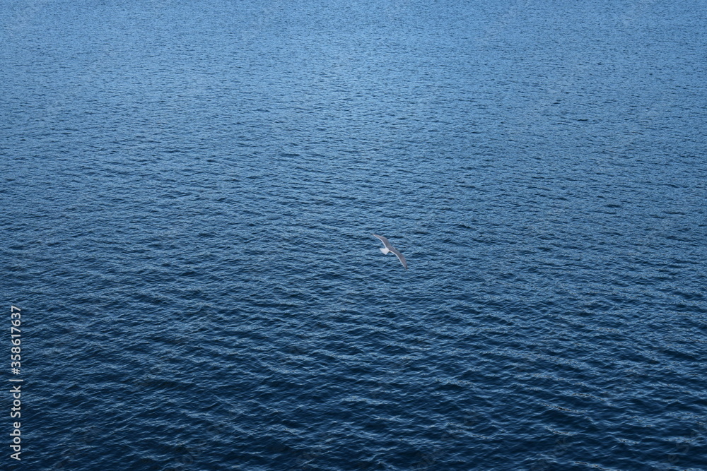 Obraz premium bird in water