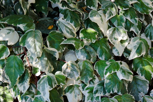 ivy on the wall