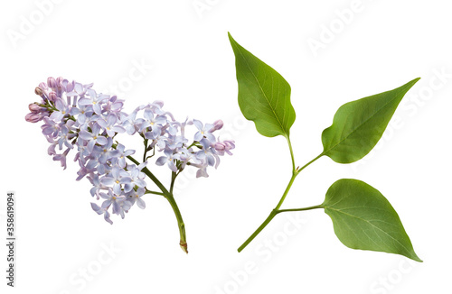 lilac flower and leaves isolated on white background © aninna