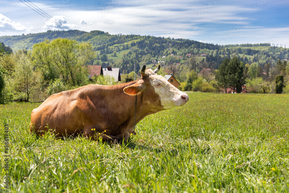Cow lying in the meadow with green hills on background Cow lying in the meadow with green hills on background