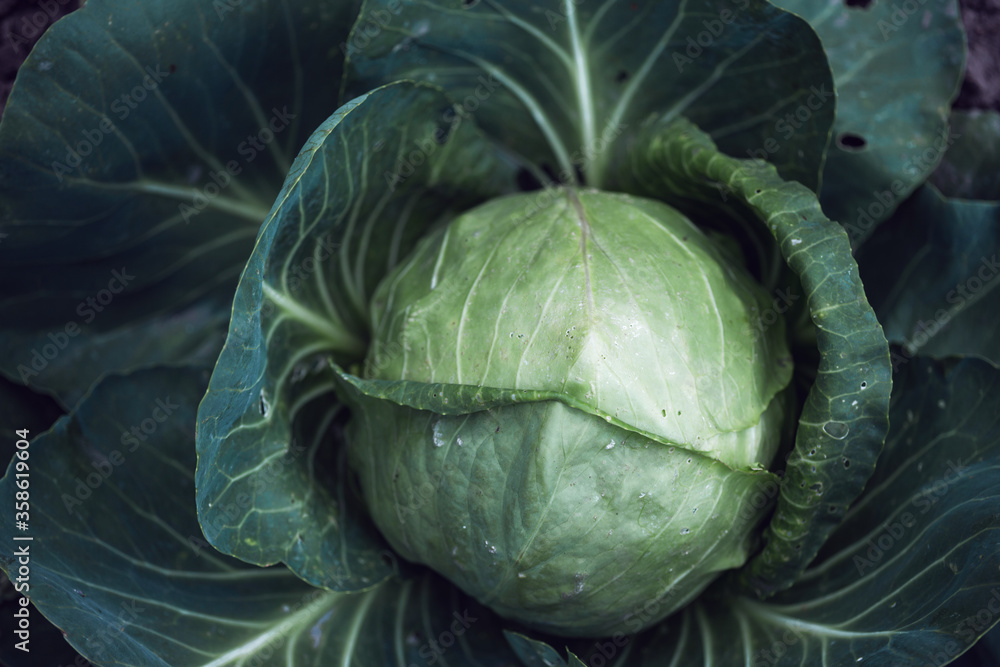 Obraz premium cabbage in the garden