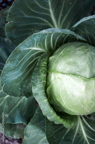 cabbage in the garden