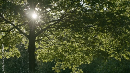 Allergy season pollen. Pollen floats through the air in a beautiful slow-motion shot. It is allergy season.