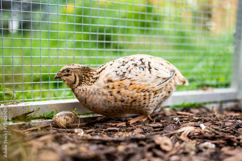 Obraz na płótnie Wachtel im Garten