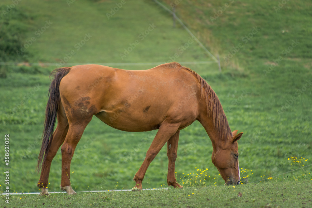 Obraz premium Brown horse eating grass on farming field. Green meadow in background. Low angle, shallow depth of field