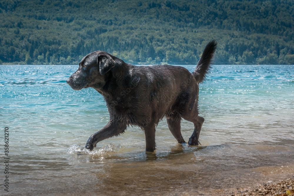 Big black Labrador dog standing in shallow water. Amazing natural pristine Bohinj lake in Alps mountains, Slovenia. Hot summer day. Wide shot, low angle Big black Labrador dog standing in shallow water. Amazing natural pristine Bohinj lake in Alps mountains, Slovenia. Hot summer day. Wide shot, low angle