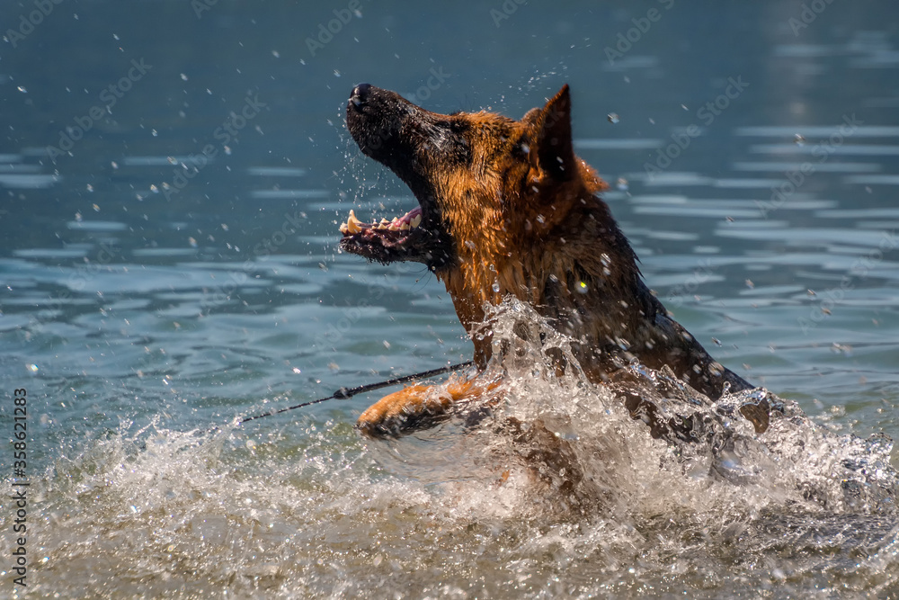 German shepherd playing in pristine clean lake on a hot day. Dog take a dip to cool down in hot summer. Low angle view, close up