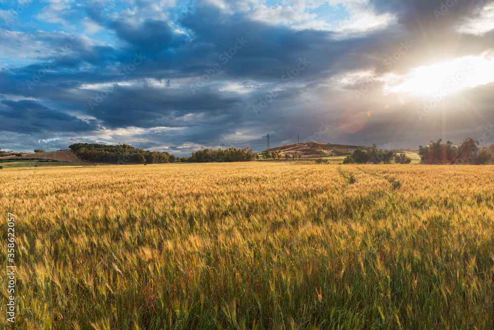 Paesaggio di campo di grano e cielo nuvoloso al tramonto