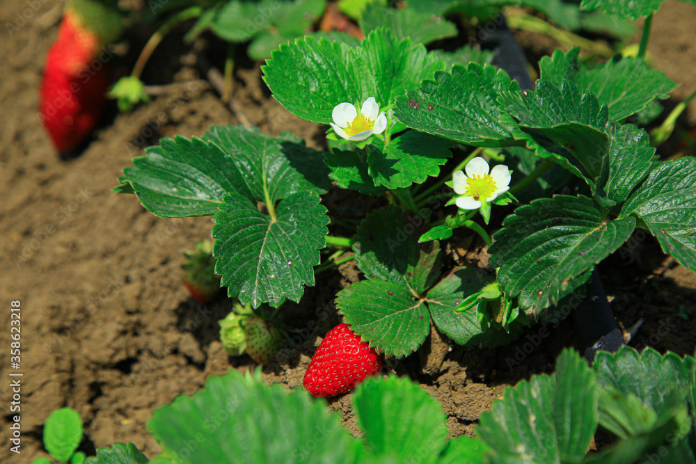 Fresh strawberries in the farmlands Fresh strawberries in the farmlands