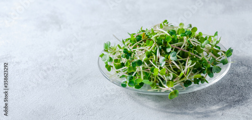 Close up Radish Microgreens in Little Plate on Light Background photo