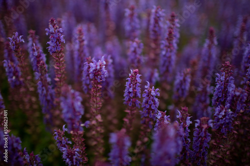 Blooming sage-purple flowers in the field