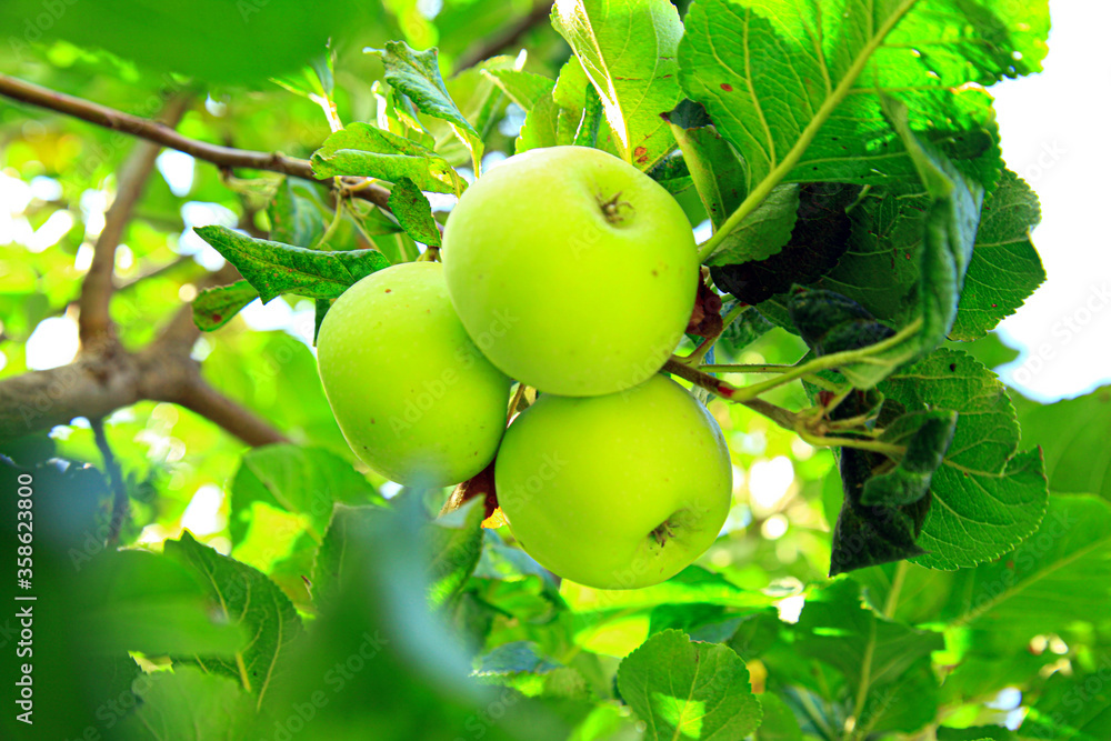 Apples growing in the green tree Apples growing in the green tree