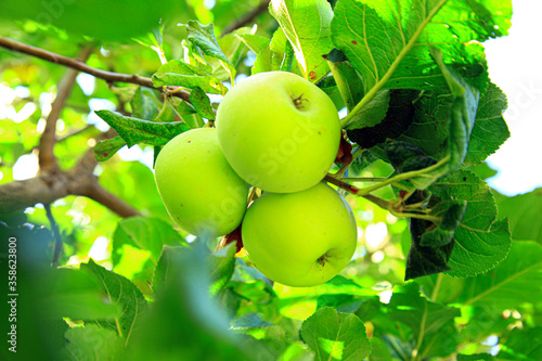 Apples growing in the green tree