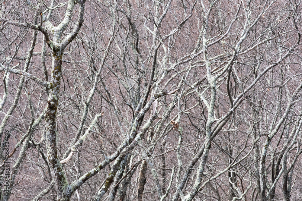 Lichen Covered Forest as If Existing in a Fantasy World Lichen Covered Forest as If Existing in a Fantasy World