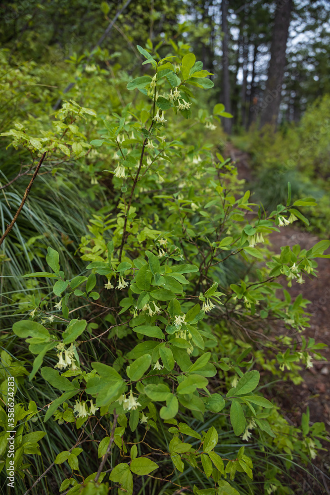 Obraz premium Small white flowers on bush next to hiking trail