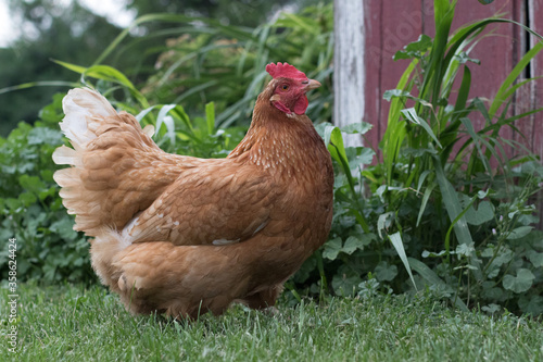 Hen by the house ready to lay some eggs.