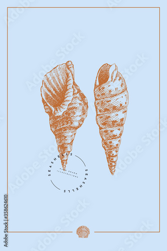 Hand-drawn spiral shells vector illustration on a blue background. Ancient molluscan engraved line. Fauna of the sea and ocean in retro style. Design element for invitation, poster, postcard.