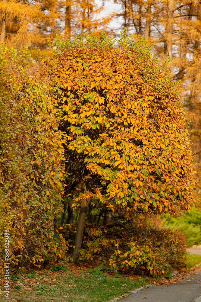 Yellow bushes in the autumn park