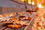Brown wooden bench in the autumn park.