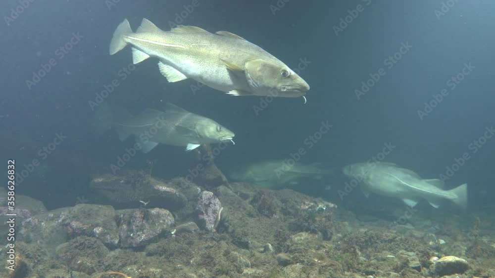 several atlantic cod swim in shallow water shallow depth of field several atlantic cod swim in shallow water shallow depth of field