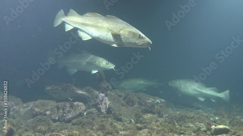 several atlantic cod swim in shallow water shallow depth of field photo