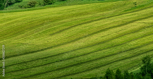green rice field © Piotr