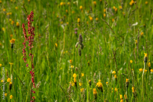 grass and flowers