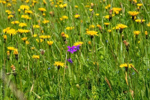 field of dandelions