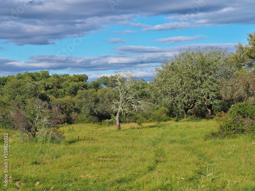 Dried cork oaks due to climate change