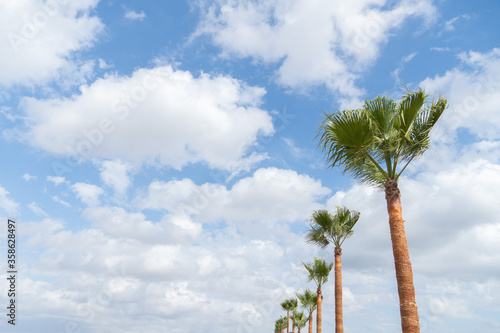 Pattern of young palm trees in a low angle  and a beautiful cloudy blue sky on the background
