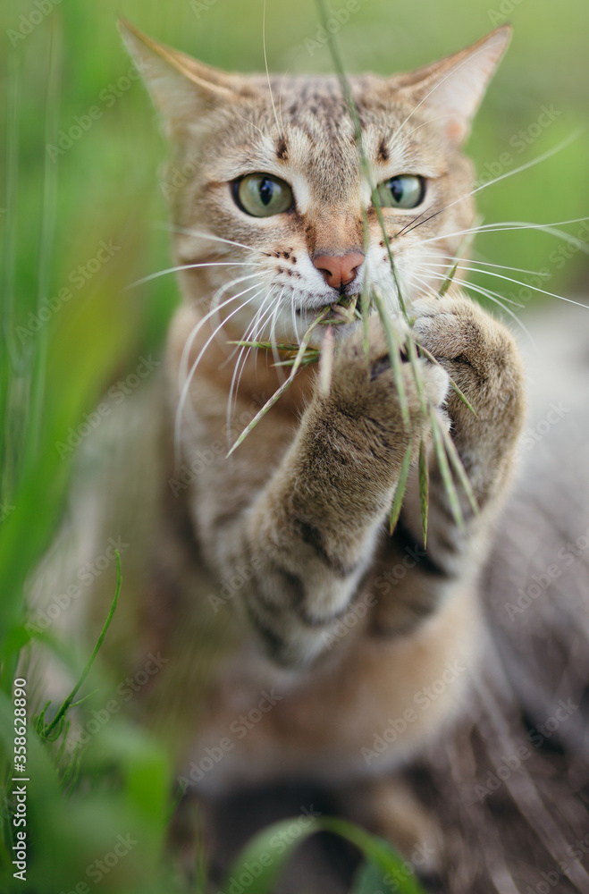 A portrait of a short-haired American cat that grabbed a blade of grass with two paws and nibbles it in nature.