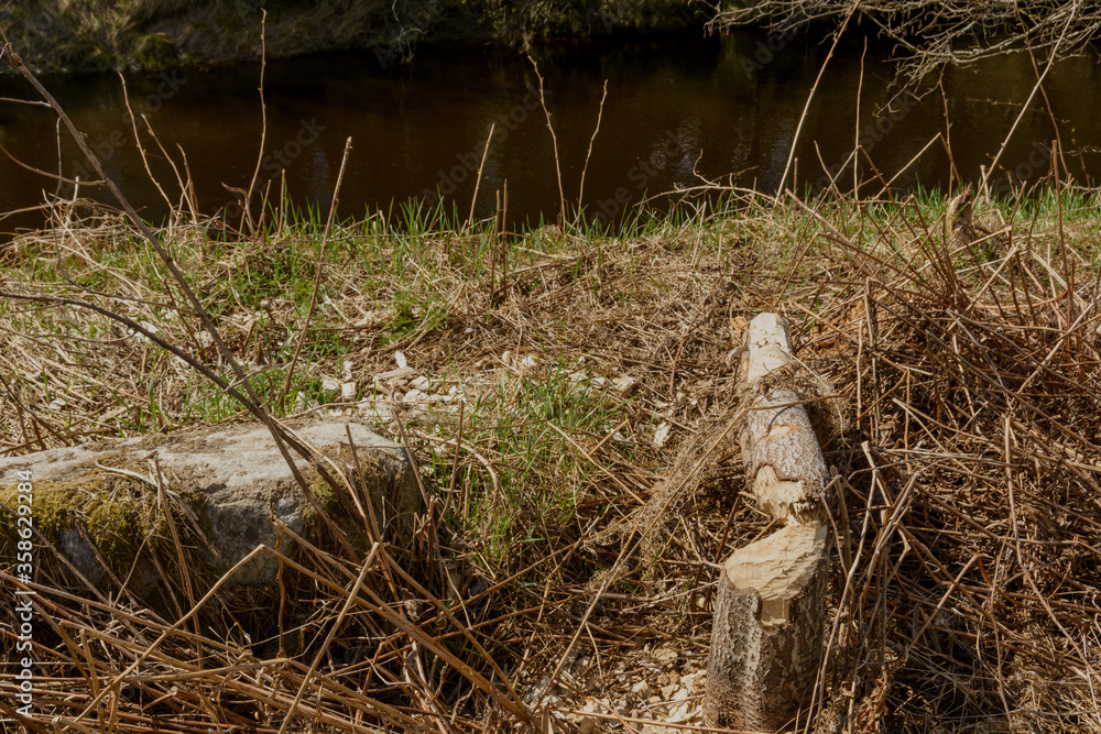 Typical beaver wood cutting with a little river in background Typical beaver wood cutting with a little river in background
