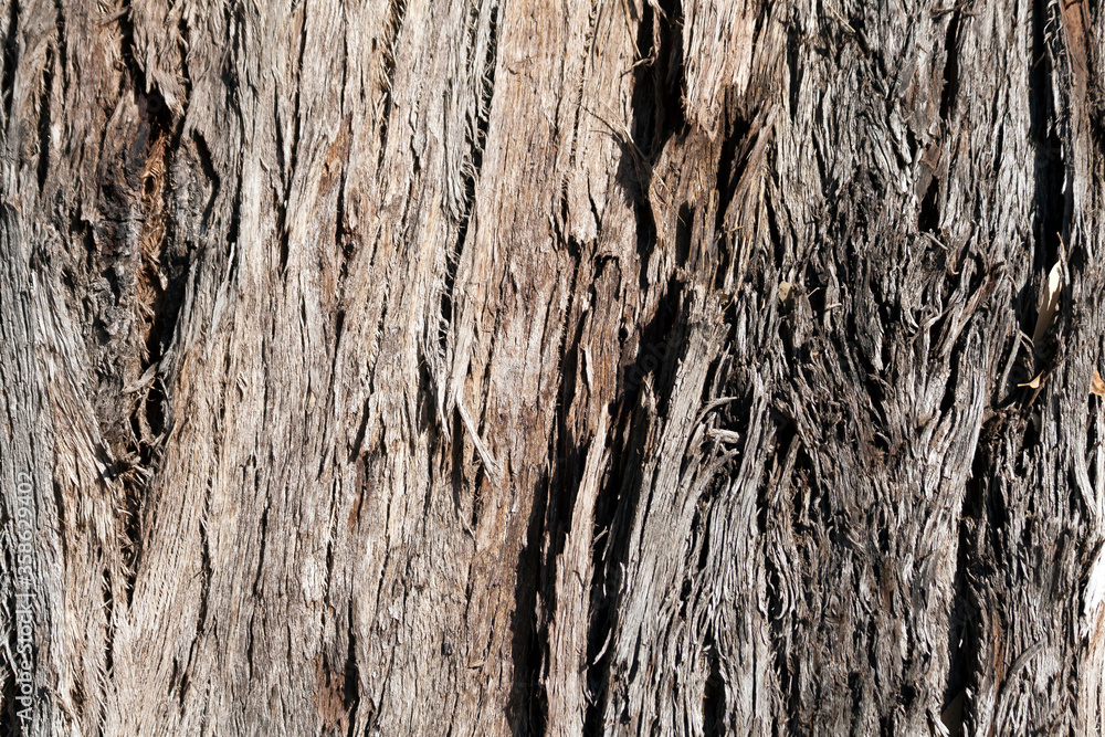 Texture of old eucalyptus tree bark Texture of old eucalyptus tree bark
