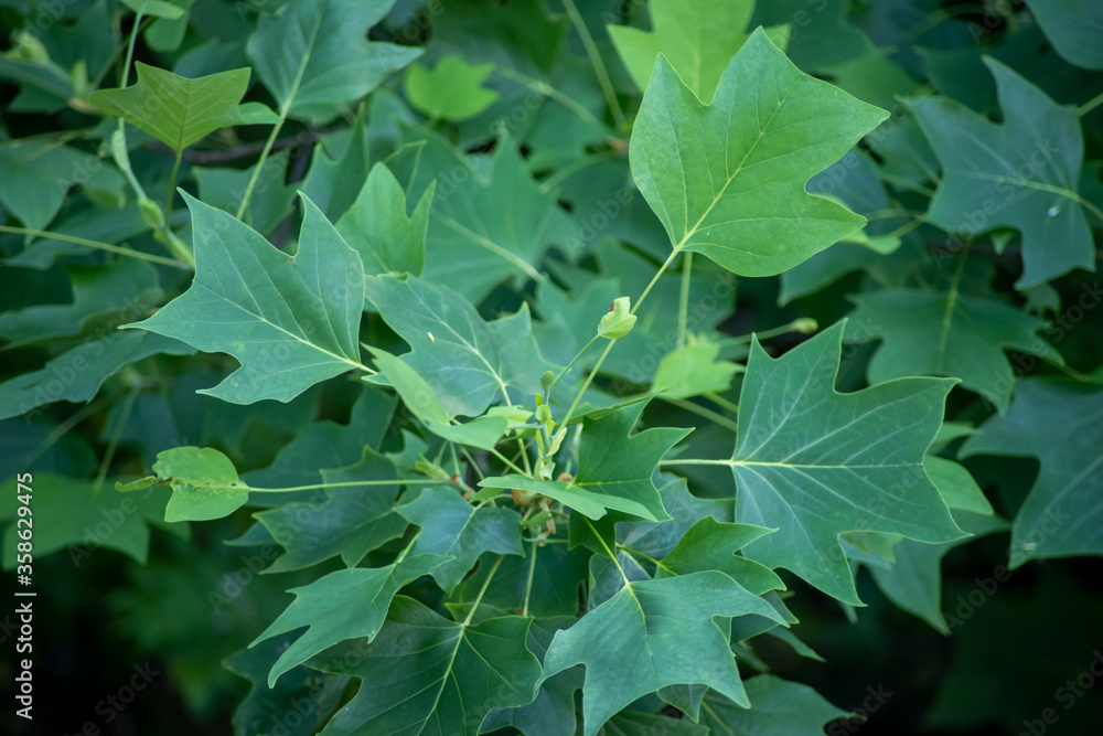 Abstract macro spray of Tulip Poplar leaves. Green defocused foliage background in natural light with copy space. Healthy high energy image. Abstract macro spray of Tulip Poplar leaves. Green defocused foliage background in natural light with copy space. Healthy high energy image.