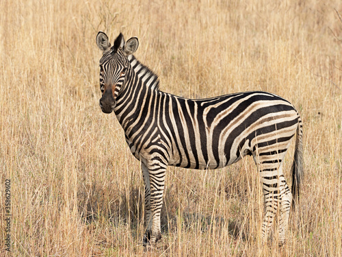 Burchell s zebra  Equus quagga burchellii  in a dry golden grass savanna  Pilanesberg National Park  South Africa.