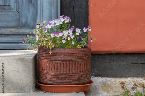 Pink Flowers in a Pot