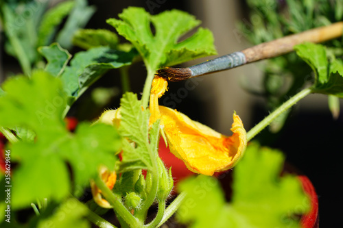 Photo Hand pollinating zucchini flowers with a paint brush