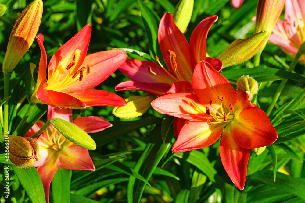 Bicolor Asiatic lily flower growing in the garden Bicolor Asiatic lily flower growing in the garden
