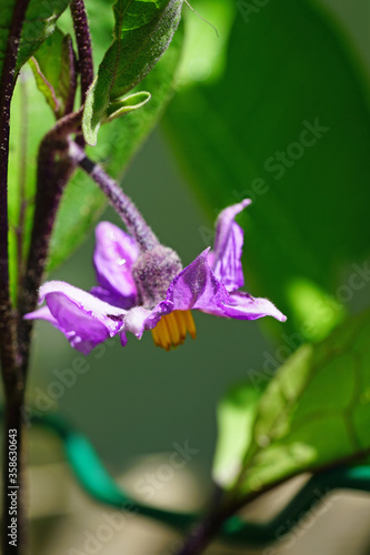 Purple and yellow blossom of an eggplant in the garden