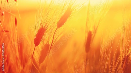Spikelets of a wheat field move in the wind against the sunny background 