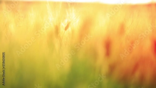 Spikelets of a wheat field move in the wind against the sunny background 