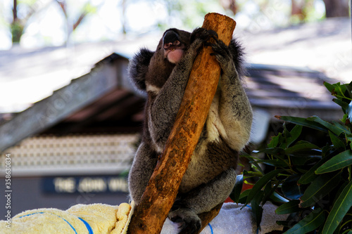 Photography Koala hospital in Port Macquire, Australia